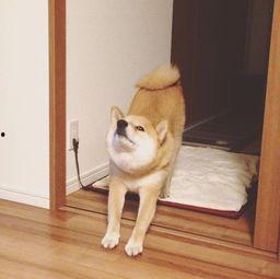 搞笑累成狗图片,笑料横生的瞬间回顾