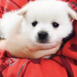 搞笑累成狗图片,笑料横生的瞬间回顾